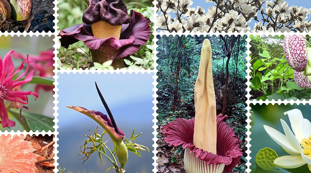 A collage of thermogenic plants, clockwise from top left: sago palm (Cycas revoluta); Eastern skunk cabbage (Symplocarpus foetidus), elephant-foot yam (Amorphophallus paeoniifolius), Yulan magnolia (Magnolia denudata), calico-flower (Aristolochia littoralis), American lotus (Nelumbo lutea), titan arum (Amorphophallus titanum), dragon arum (Dracunculus vulgaris), Florida anise (Illicium floridanum), Rhizanthes lowii, dead-horse arum (Helicodiceros muscivorus).
