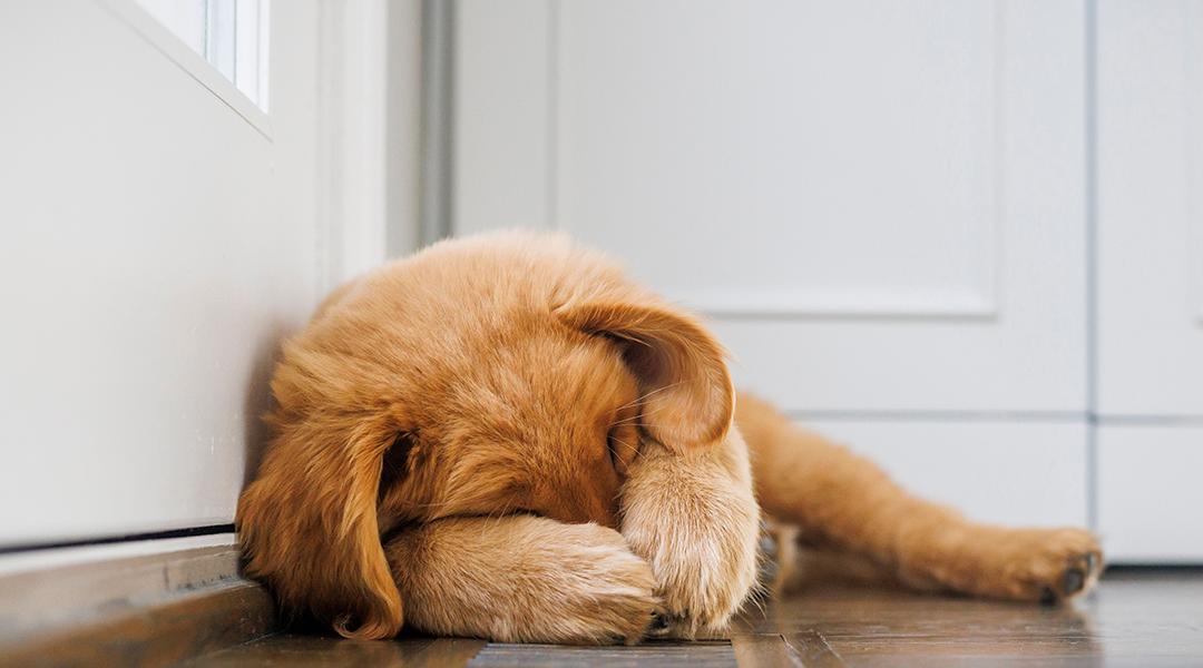 A golden retriever covering his face.