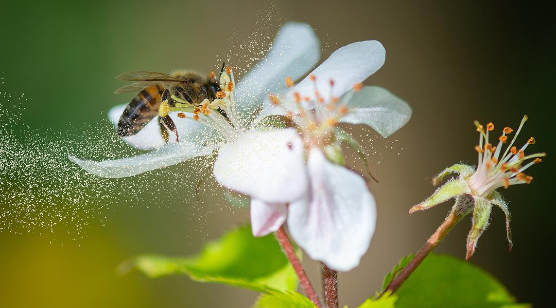 A honey been collecting pollen grains from a white flower.