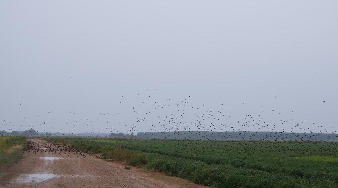 Blackbirds flying over summer rice fields.