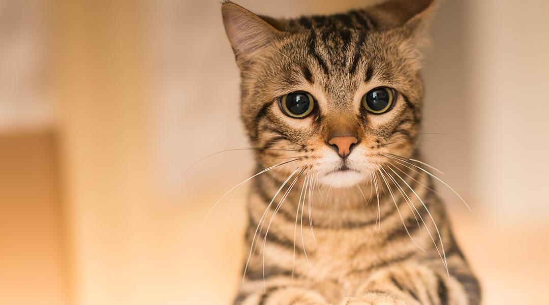 A sad tabby cat at home.