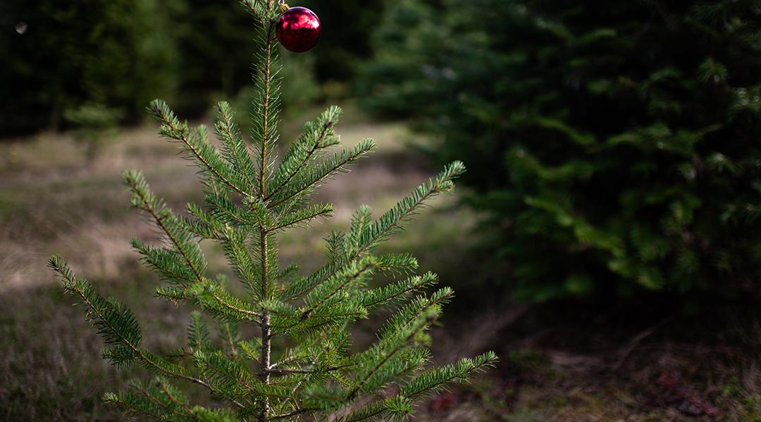 A small pine tree with a single red ball ornament.