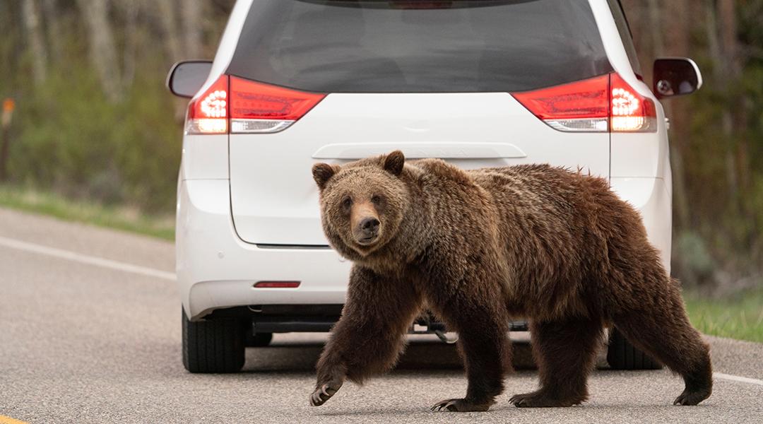 A Grizzly bear crossing a road behind a parked car.